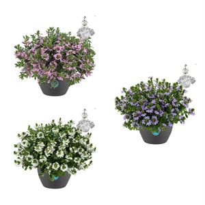 Afbeelding van HP27 o.kl. Scaevola Divers